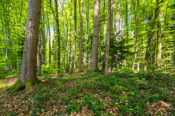  Waldweg im Frühling in Deutschland, Europa