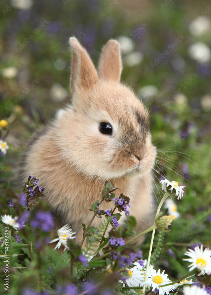 Cute bunny rabbit in colorful meadow Stock Photo | Adobe Stock