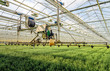 Semi-automatic spraying robot in a greenhouse specialized in the cultivation of chrysanthemum cut flowers