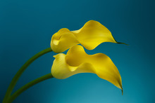 Two Yellow Calla Lily Flowers Shot In Studio On A Blue Background