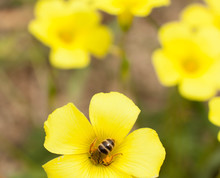 Yellow Wild Flowers Sith A Bee Feeding 