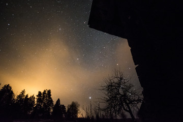Wall Mural - Winter night scene. Pine trees and stars.