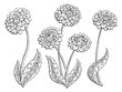 Dahlia flower graphic black white isolated sketch illustration vector