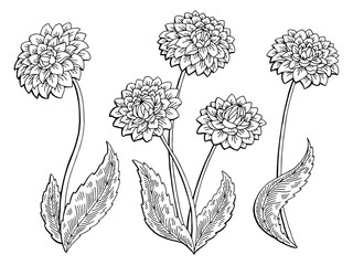 Dahlia flower graphic black white isolated sketch illustration vector