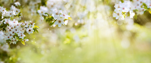 White blossoms in spring sun