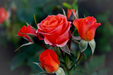 Close-up of garden rose