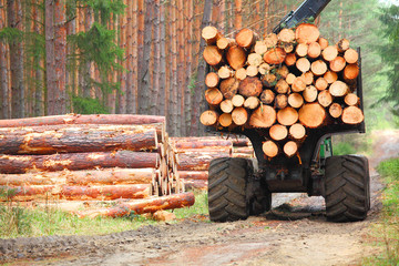 Wall Mural - The harvester working in a forest. Harvest of timber. Firewood as a renewable energy source. Agriculture and forestry theme. 