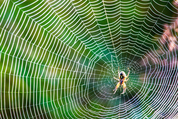 dew on spider web