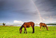 Horses Under The Rainbow