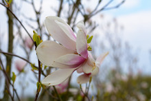 Magniloenblüte Am Baum-Strauch