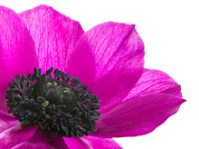 Isolated Purple Anemone Flower Blossom