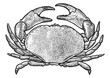 Crab illustration, drawing, engraving, ink, line art, vector