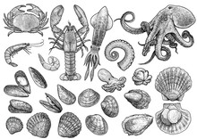 Seafood, Shrimp, Prawn, Crab, Lobster, Squid, Octopus, Mussels, Scallop, Clam, Oyster, Cockle Shell  Collection Illustration, Drawing, Engraving, Ink, Line Art, Vector