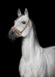 Grey arabian horse isolated on black background