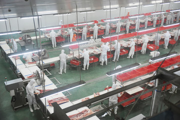 group of workers working in a line in pork industry plant.