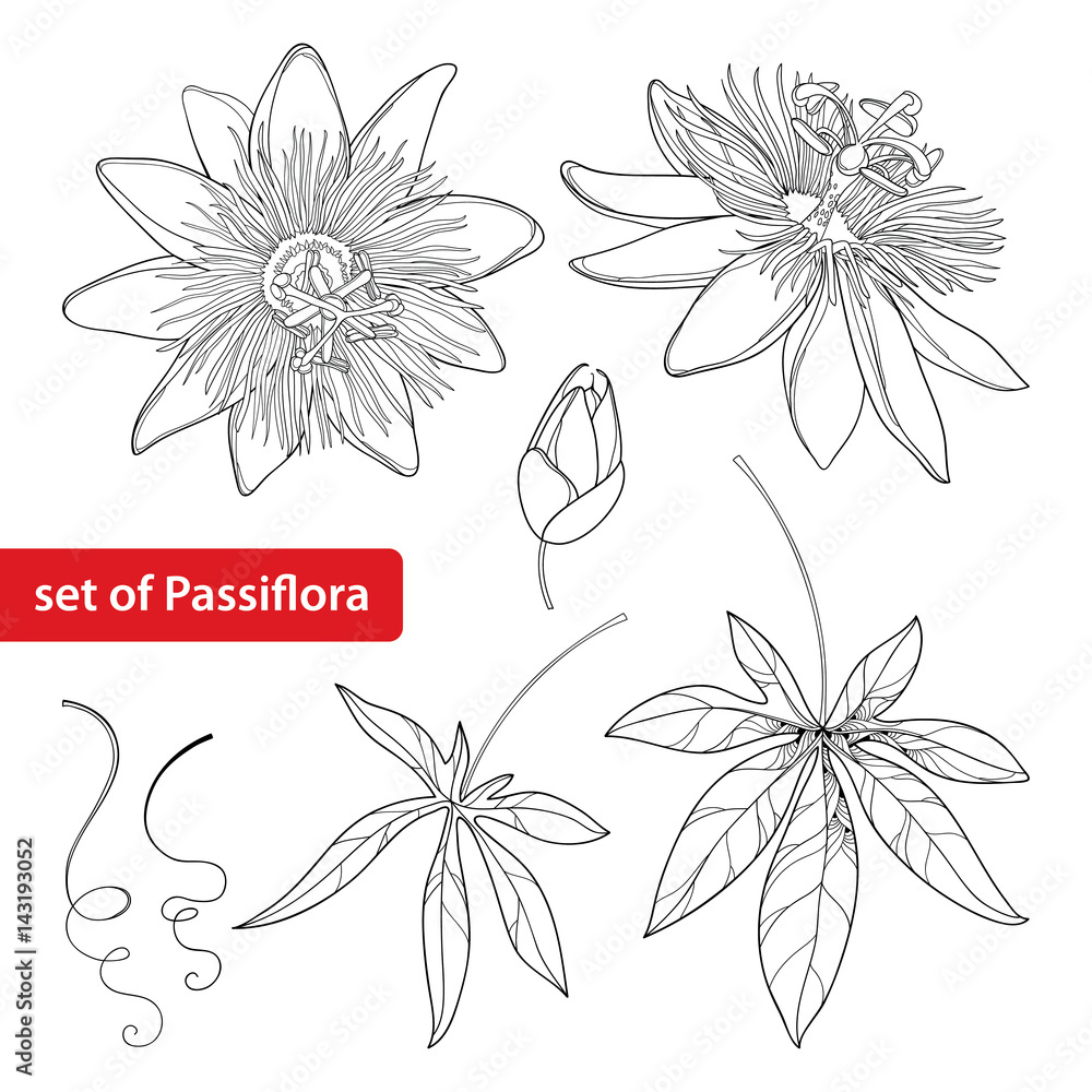 Vector set with outline tropical Passiflora or Passion flower. Exotic flowers, bud, leaf and tendril isolated on white background. Floral elements in contour style for summer design and coloring book. - obrazy, fototapety, plakaty 