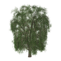 Sticker - 3D Rendering Willow Tree on White