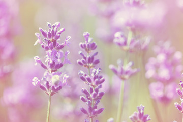 Wall Mural - field lavender flowers