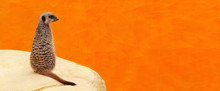 Little Meerkat Sitting Back And Looking Around On The Orange Background Of The Zoo. Horizontal Banner Funny Suticate