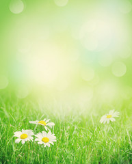 Wall Mural - chamomile flowers on grass field