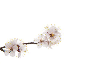 Canvas Print - Flowering apricot branch isolated