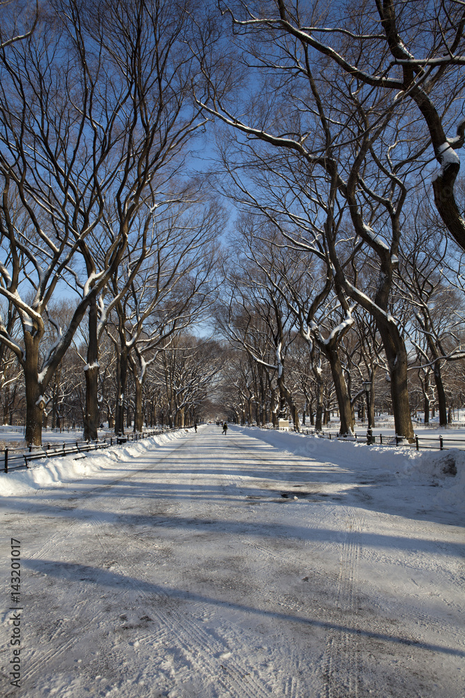 Central Park, New York. Beautiful park in beautiful city. - obrazy, fototapety, plakaty 