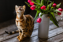 Bengal Cat With Tulips Flowers