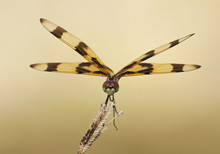 Halloween Pennant Dragonfly Perched On A Wildflower At Sunset