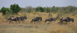 Fototapeta Sawanna - Running Wildebeest