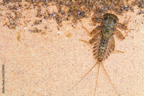 Cuadros en Lienzo Ecdyonurus larvae scraping biofilm
