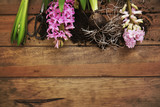 Fototapeta Tulipany - Hyacinth flowers and gardening tools with copy space. Spring gardening concept, copy space, top view 