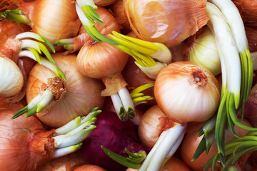 Golden onions with green sprouts