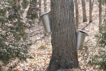 Wall Mural - Metal sap bucket attached to a maple tree to catch sap drippings for making maple syrup in early Spring.
    
