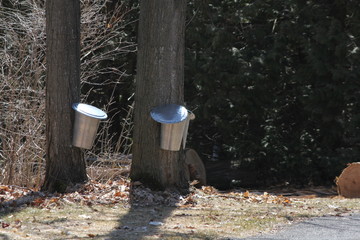 Wall Mural - Metal sap bucket attached to a maple tree to catch sap drippings for making maple syrup in early Spring.
    
