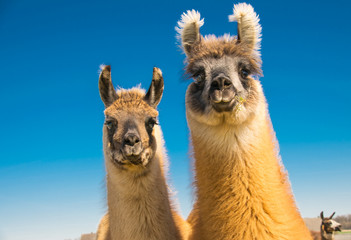 Lama, Mutter und Tochter leben auf einer Weide in Deckenbach.