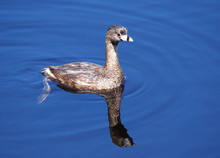 Pied-Billed Grebe Reflected In The Water