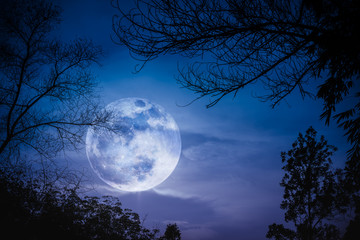 silhouettes of dry tree against sky and beautiful super moon. outdoor.