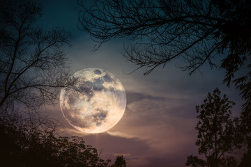 Wall Mural - silhouettes of dry tree against sky and beautiful super moon. outdoor.