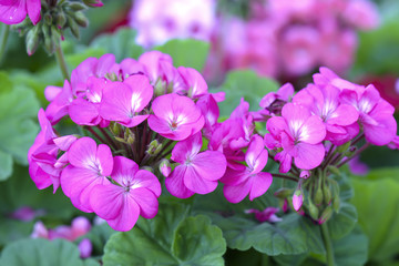 Geranium Flower blooming colorful pink, white, purple, in the garden in spring weather greeted the beautiful new day