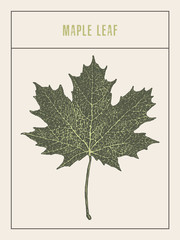 high detailed vector maple leaf drawn sketch