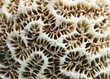 Dead coral texture macro photo. Seashore animal old coral structure closeup. Abstract macro background.