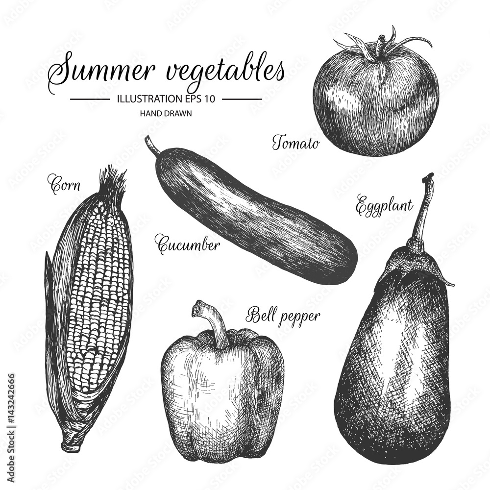 Vector de Stock Mixed vegetable hand drawn collection by ink and pen  sketch. Tomato, cucumber, eggplant, bell pepper and corn. | Adobe Stock, image size:1000x1000