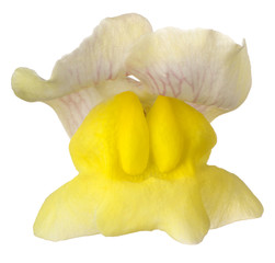 Wall Mural - snapdragon flower isolated