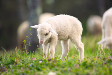 Wall Mural - Lamb grazing on green grass meadow