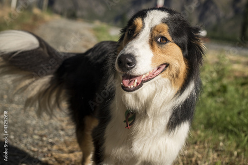 Chien De Race Border Collie Dans Un Jardin Buy This Stock