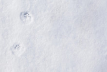 The Tracks Of A Mink In The Snow