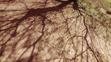 Beautiful Tree Shadow On Ground.