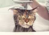 Fototapeta Koty - Wet cat in the bath