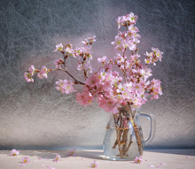 Pink  Cherry Blossoms In Vase On Wooden Table In The Sunlight.