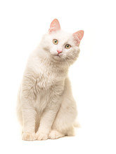 White Sitting Turkish Angora Cat Sitting And Leaning Forward To Look In The Camera Isolated On A White Background